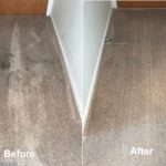 professional carpet cleaner Auckland