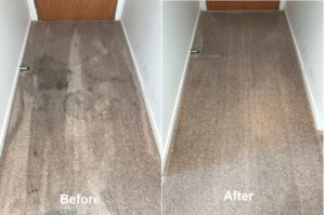 professional carpet cleaner Auckland